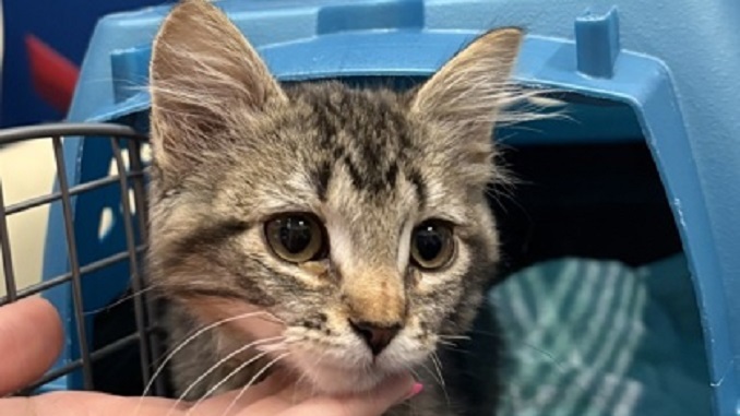 Minnie