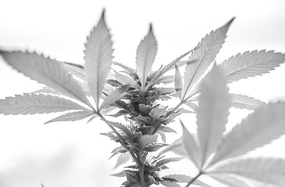 Good Weed vs Bad Weed: How to Know the Difference and What to Look For