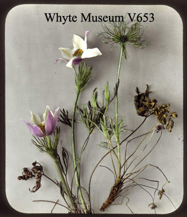 Mary Vaux
