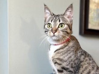 Dora