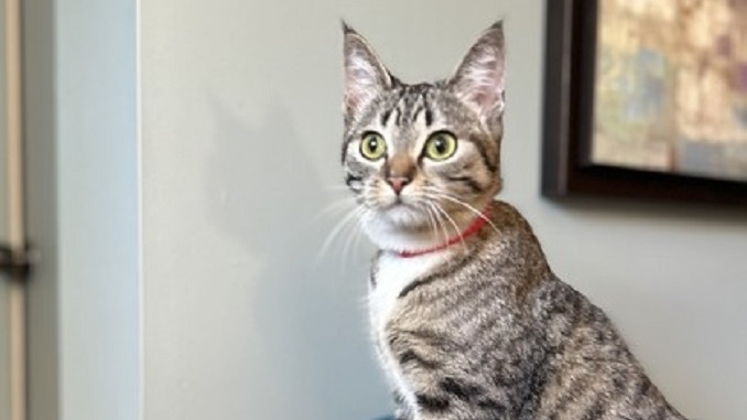 Dora