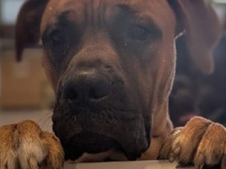 Odin