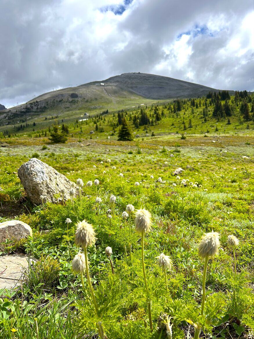 Wildflowers