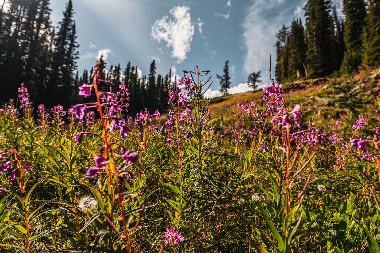 Wildflowers