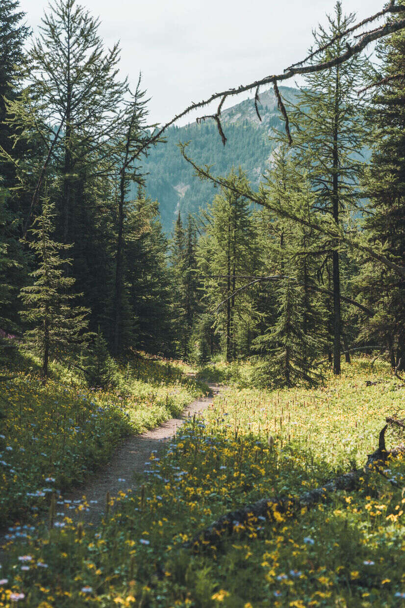 Wildflowers