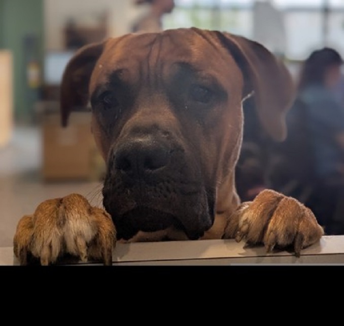 Odin