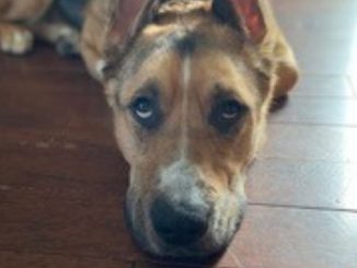 Bolt
