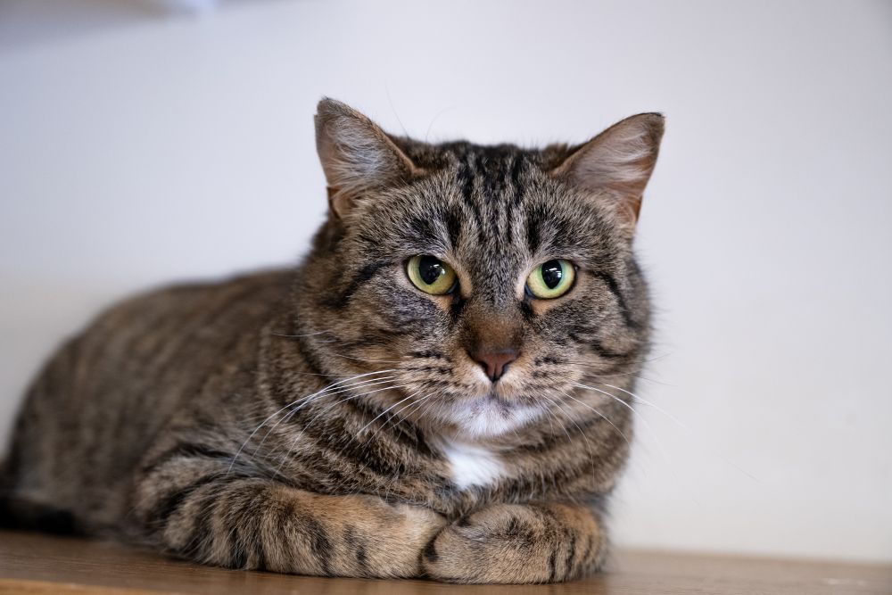 MEOW Foundation
