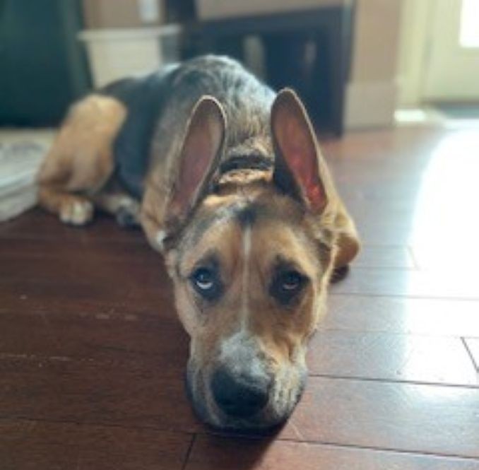 Bolt