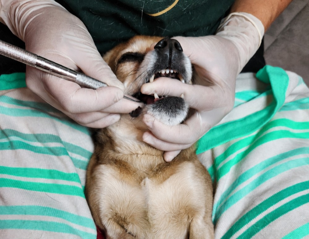 Calgary Canine Dental