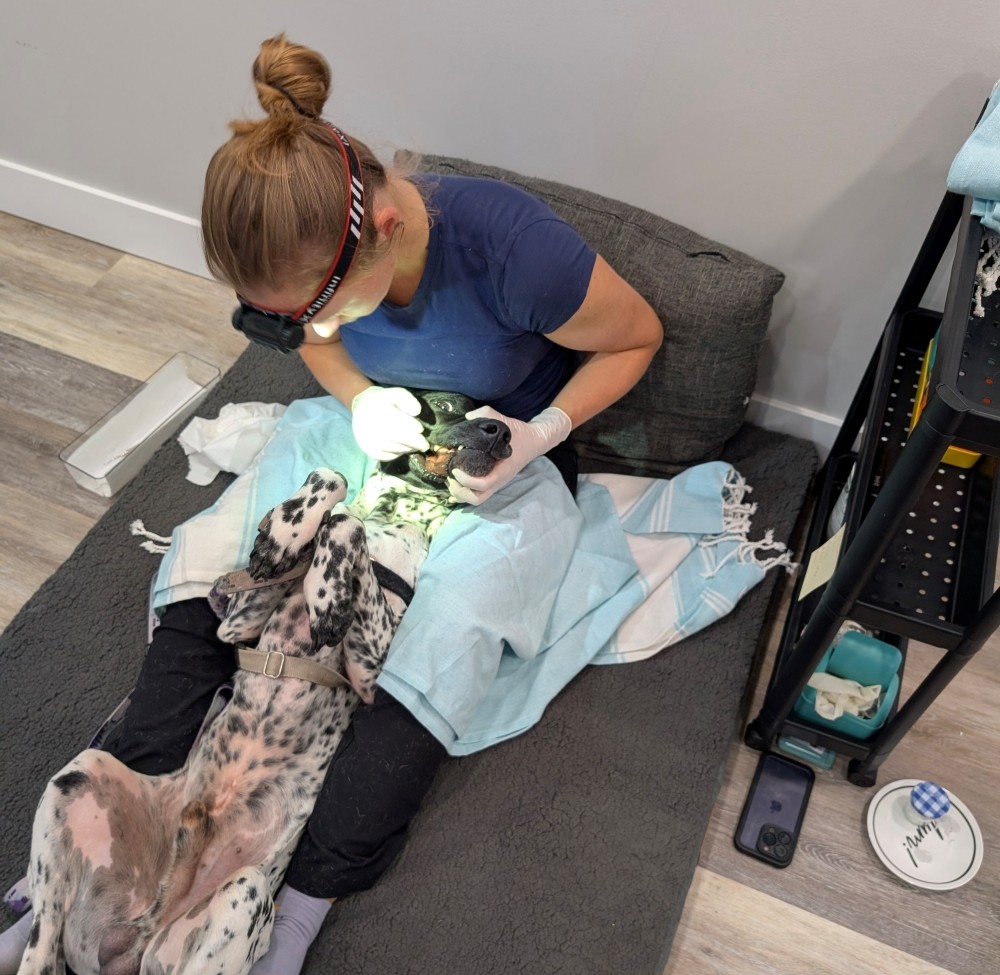 Calgary Canine Dental
