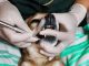Calgary Canine Dental