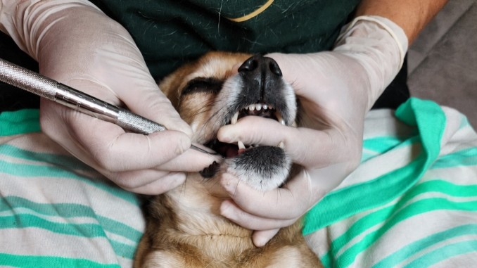 Calgary Canine Dental